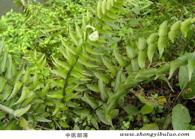 贯众 - 图片3