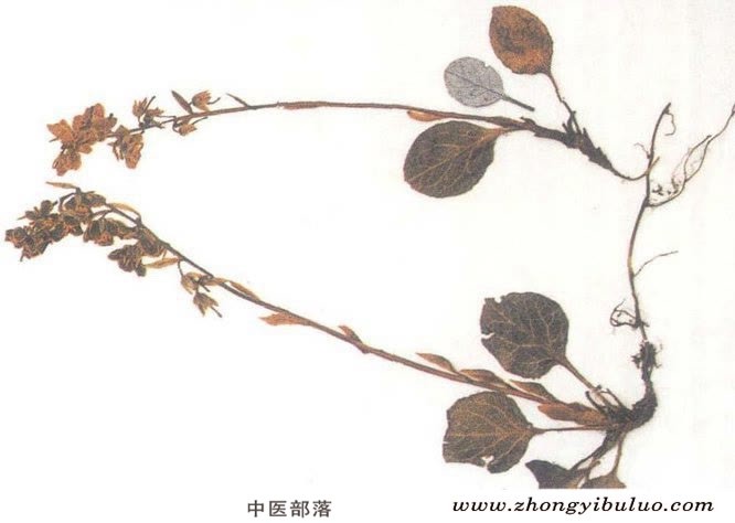 鹿衔草 - 图片2