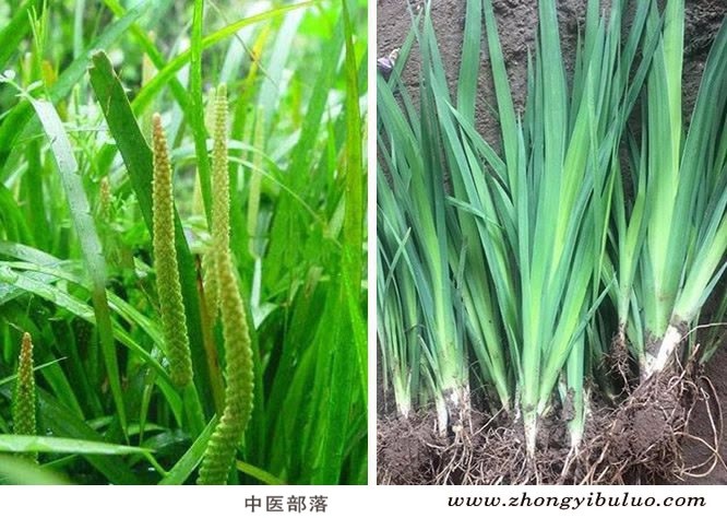 石菖蒲 - 图片3