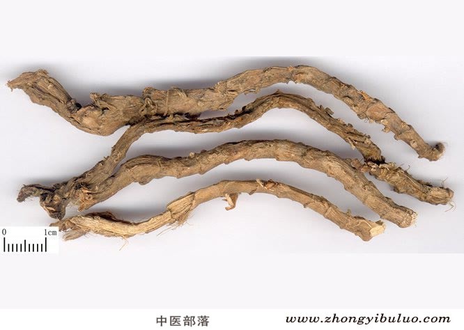 石菖蒲 - 图片2