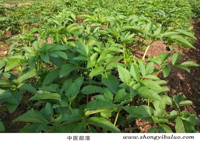白芷 - 图片3
