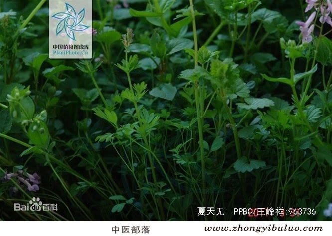 夏天无 - 图片3