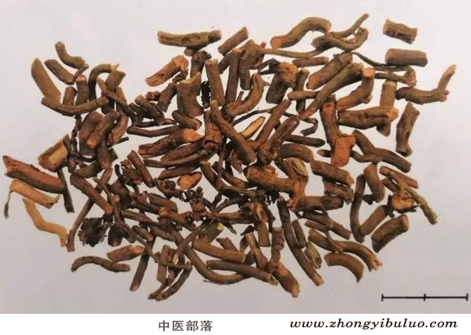 茜草 - 图片2