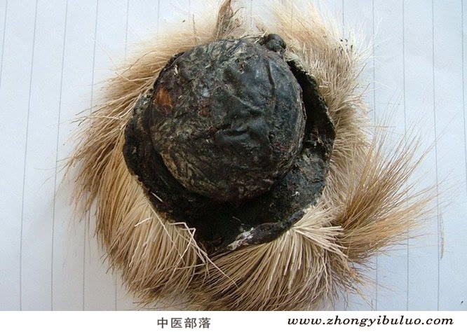 麝香 - 图片2