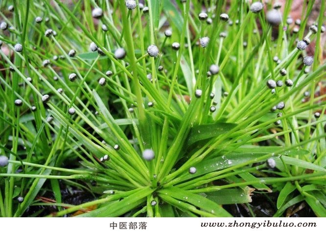 谷精草 - 图片3