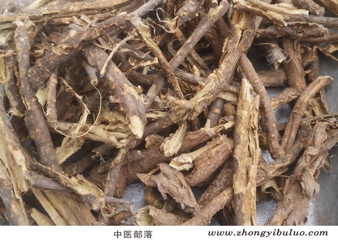 五加皮 - 图片2
