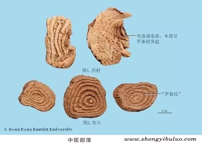 商陆 - 图片2