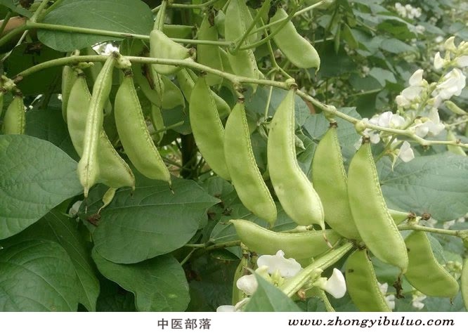 白扁豆 - 图片3