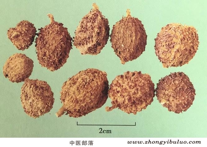 砂仁 - 图片2