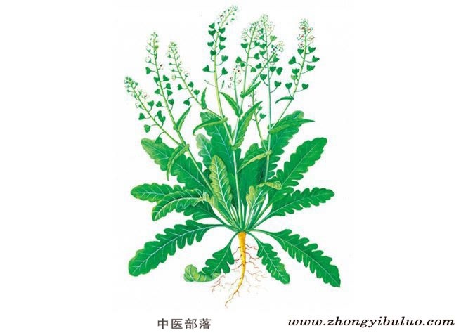 荠菜 - 图片2
