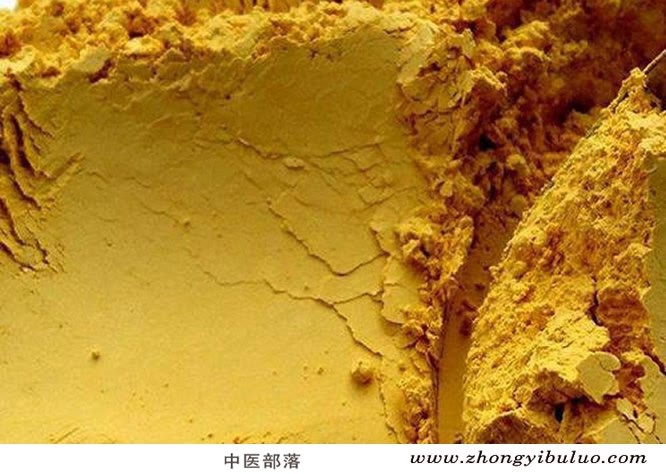 黄柏 - 图片2