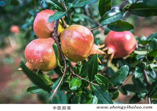 石榴皮 - 图片3
