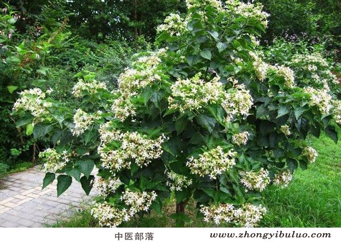 臭梧桐 - 图片3