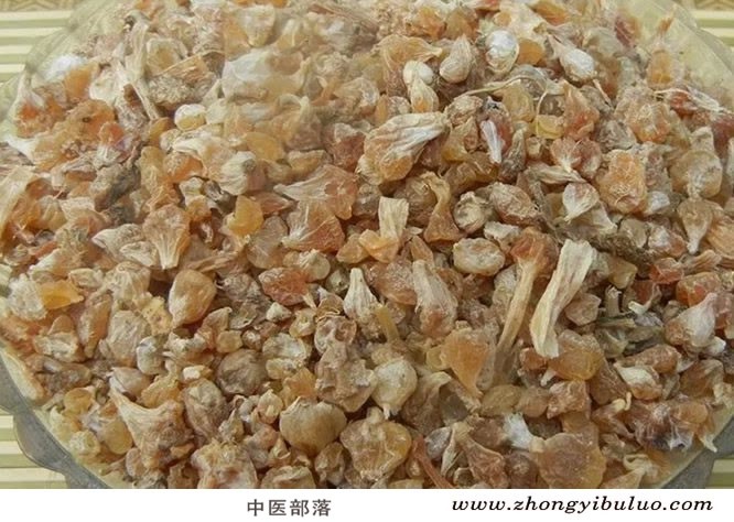 薤白 - 图片2