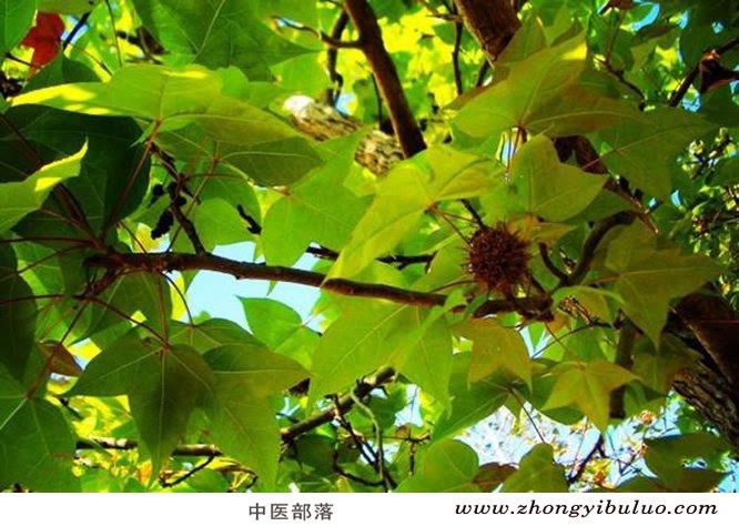 苏合香 - 图片3