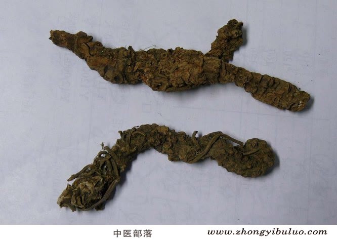 甘松 - 图片2