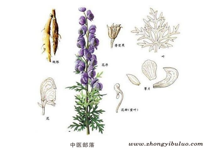 雪上一枝蒿 - 图片2