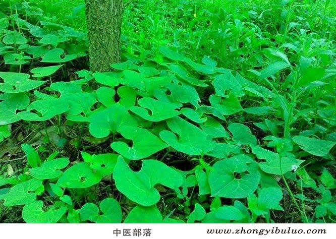 细辛 - 图片3