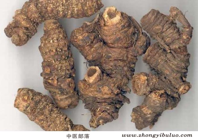 羌活 - 图片2