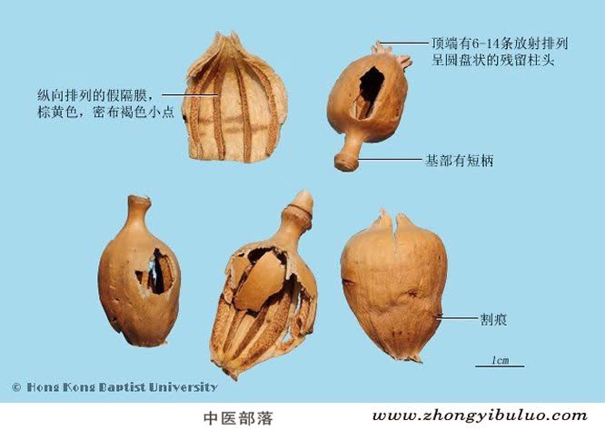 罂粟壳 - 图片2