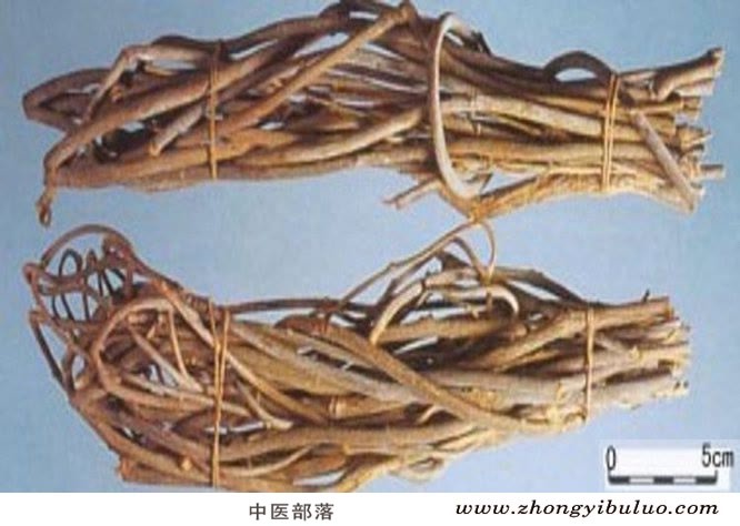 青风藤 - 图片2