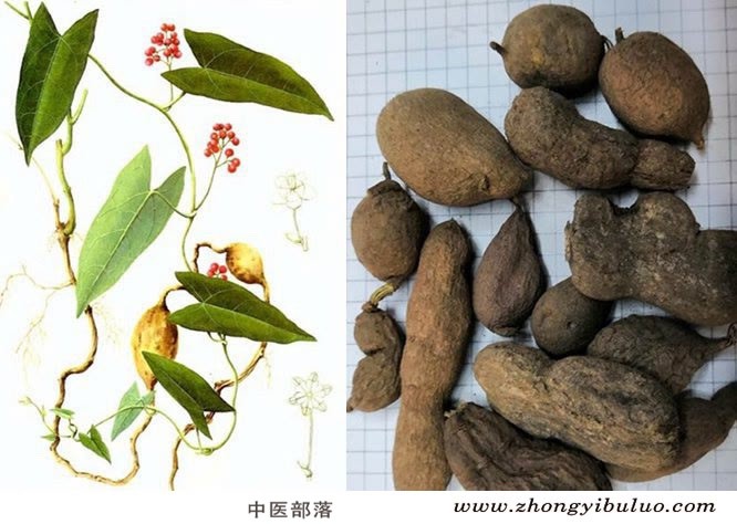 金果榄 - 图片3