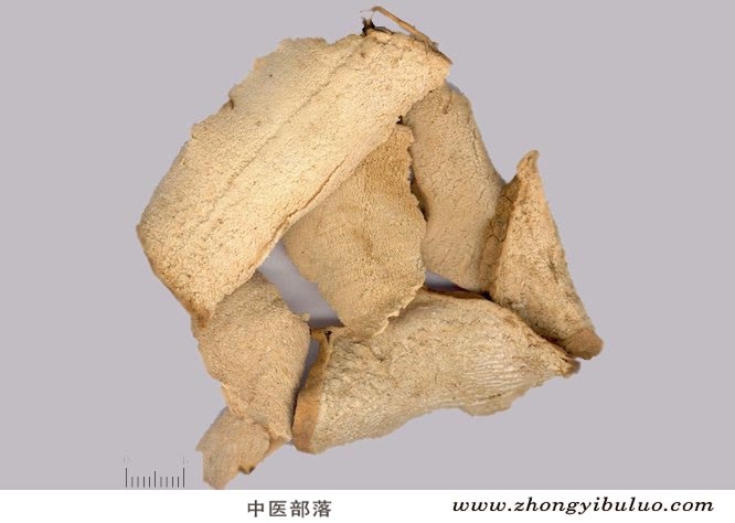 萆薢 - 图片2