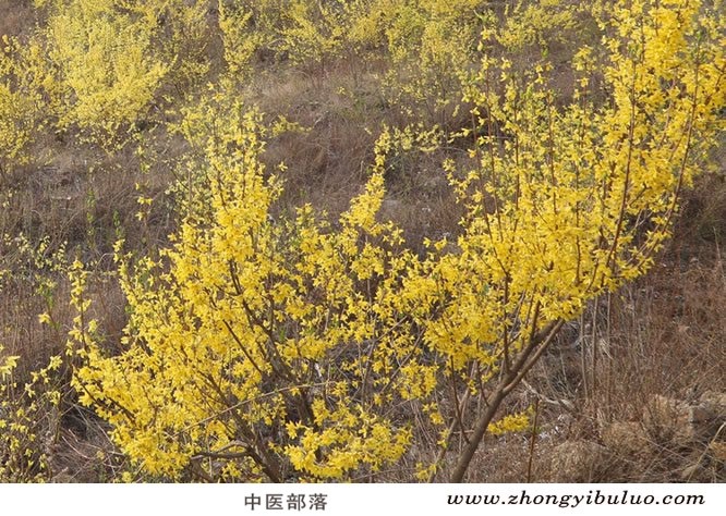 连翘 - 图片3