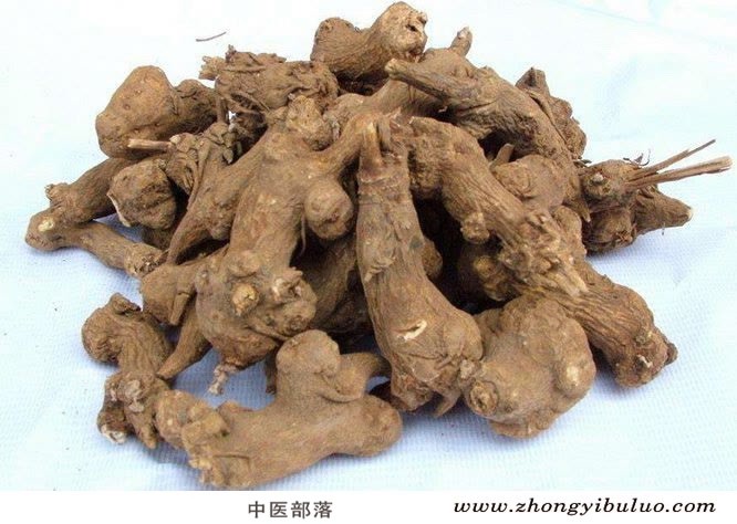 白术 - 图片2