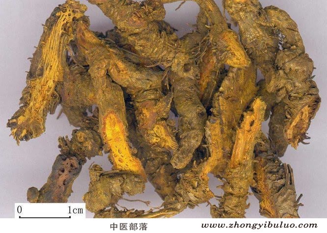 黄连 - 图片2
