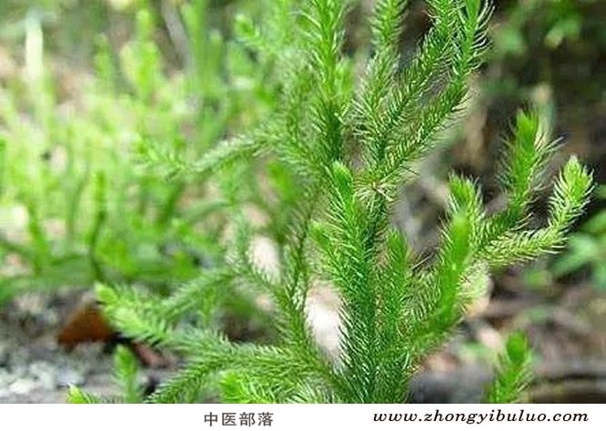伸筋草 - 图片3