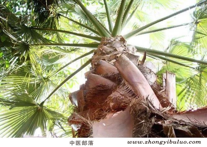 棕榈炭 - 图片3