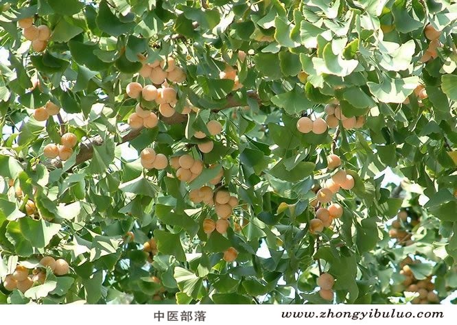 白果 - 图片3