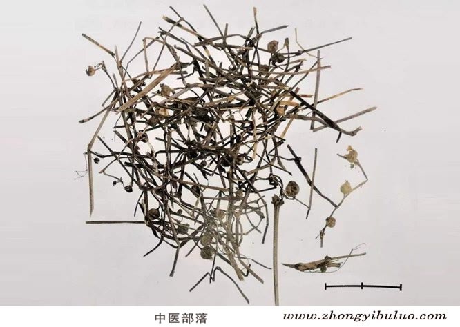 白花蛇舌草 - 图片2