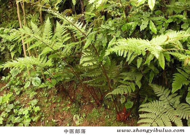 狗脊 - 图片3