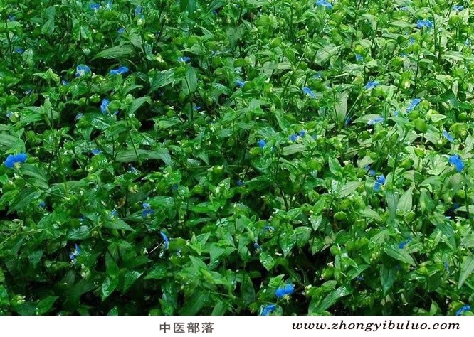 鸭跖草 - 图片3