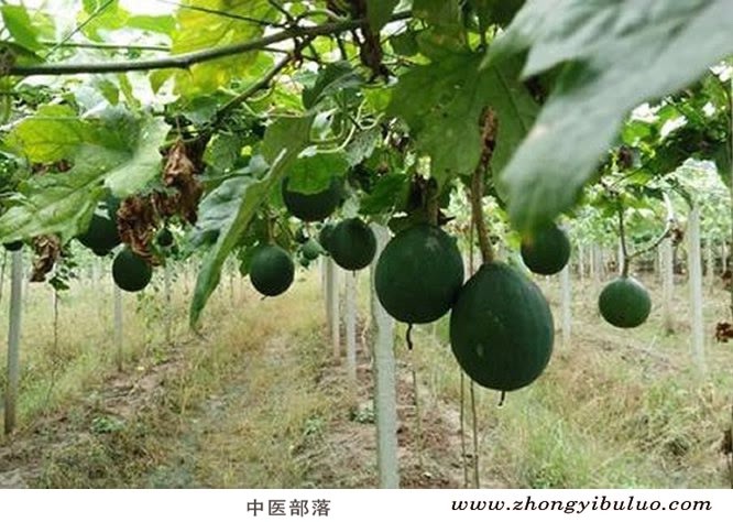 瓜蒌 - 图片3