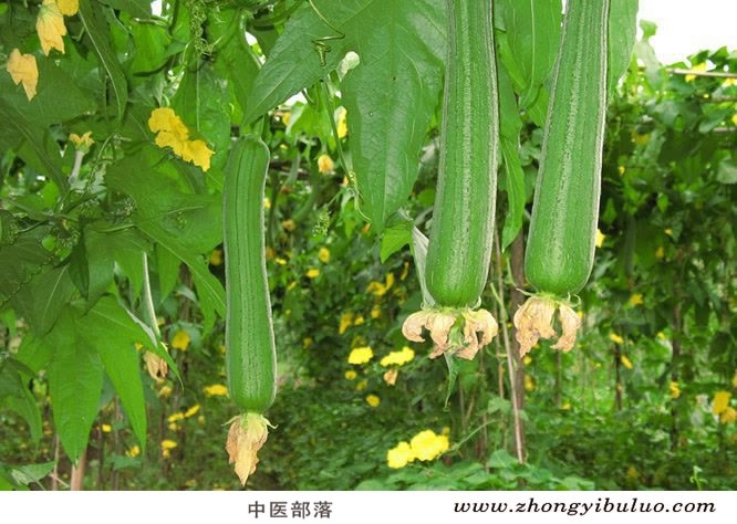 丝瓜络 - 图片3