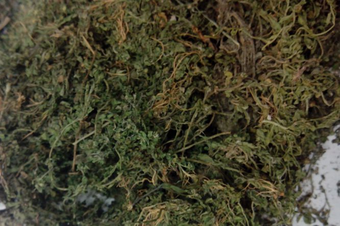 鹅不食草