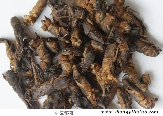 蝼蛄 - 图片2
