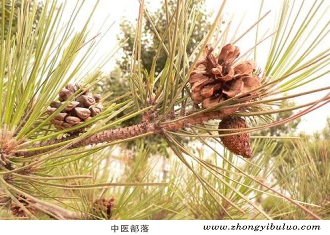 松子仁 - 图片3