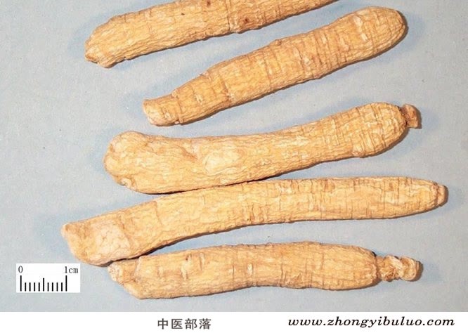 西洋参 - 图片2