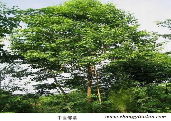 檀香 - 图片3