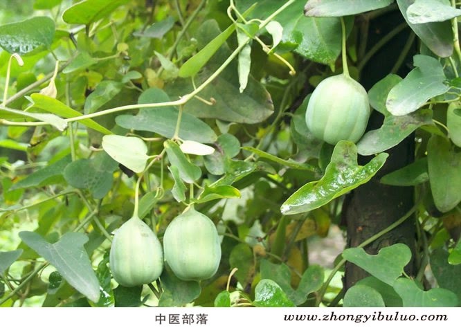 马兜铃 - 图片3