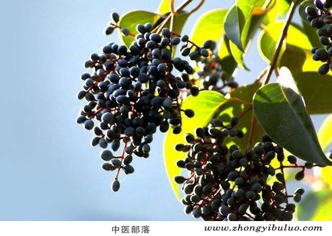 女贞子 - 图片2