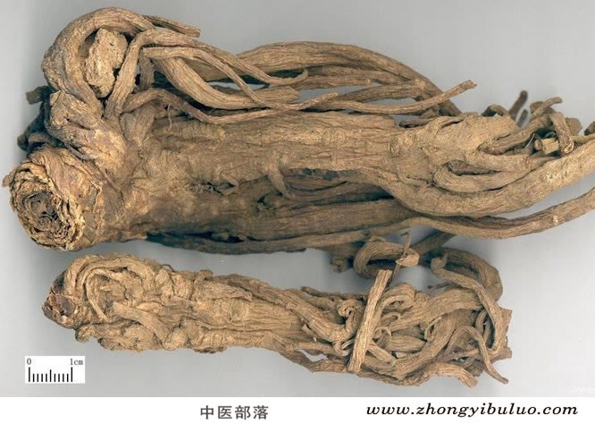 独活 - 图片2