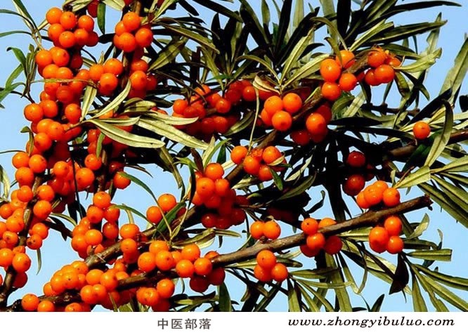 沙棘 - 图片3