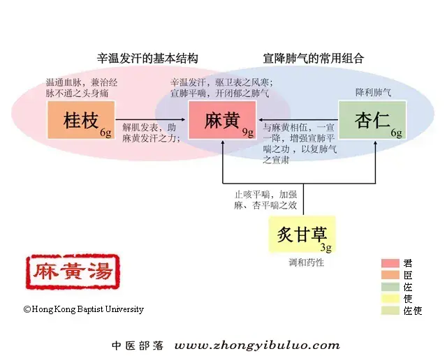麻黄汤 - 图片1